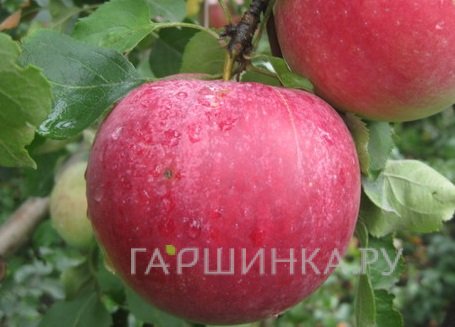 Яблоня Рождественское