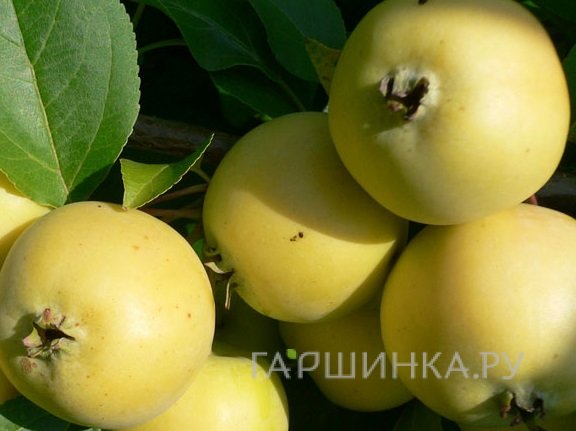 Яблоня Уральское наливное