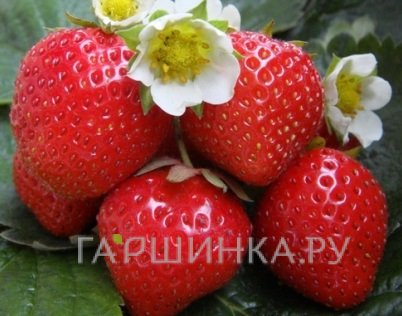 Клубника Фигаро