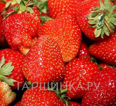 Клубника Румба