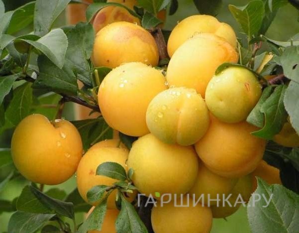 Слива Желтая самоплодная