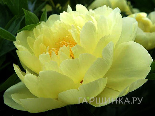 Пион Yellow