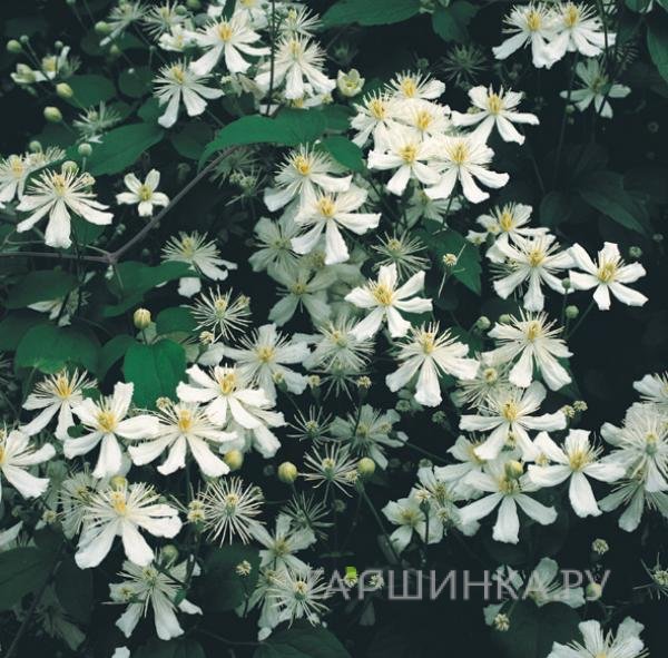 Клематис Поль Фаргез  (3)