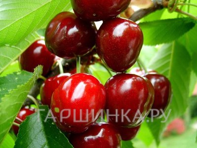 Вишня Багряная