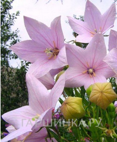 Платикодон крупноцветковый Шелл Пинк