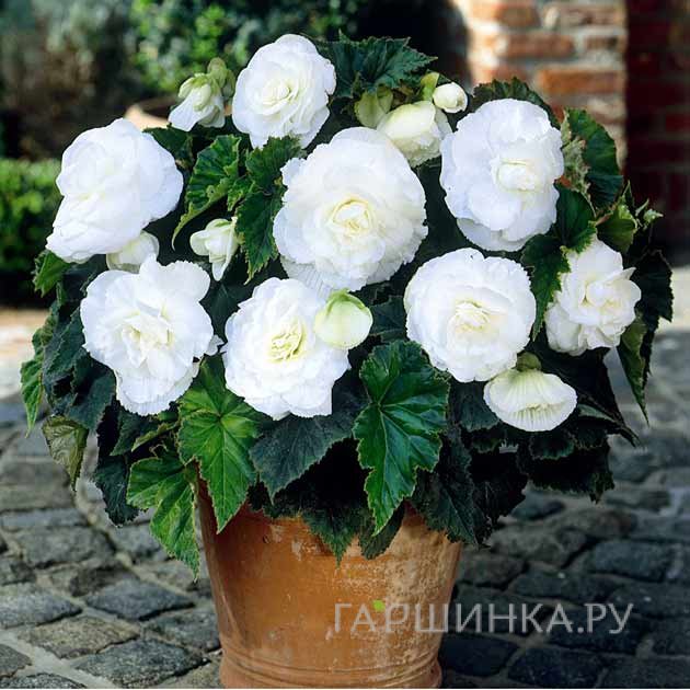 Бегония махровая Дубль Вайт 2 шт