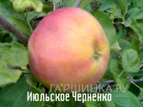 Яблоня Июльское Черненко