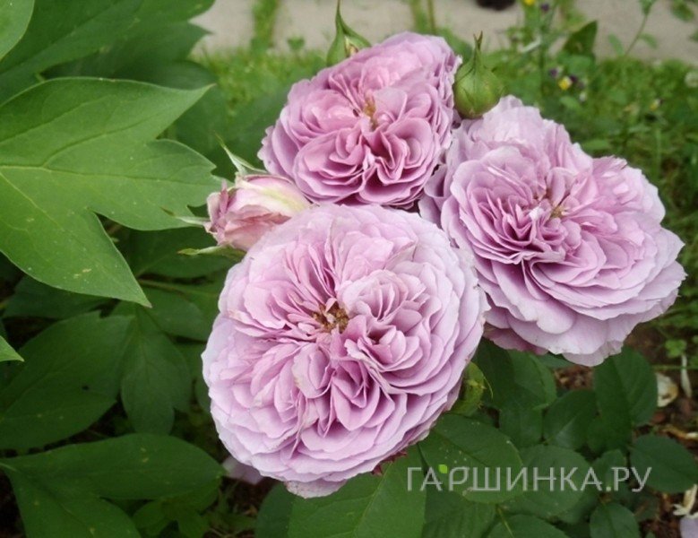 Роза Лавендер Айс флорибунда, Тантау