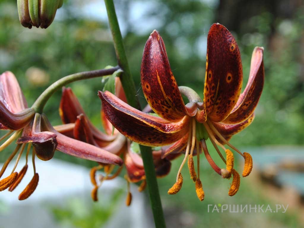 Ең танымал және ең жақсы порно жұлдыздар