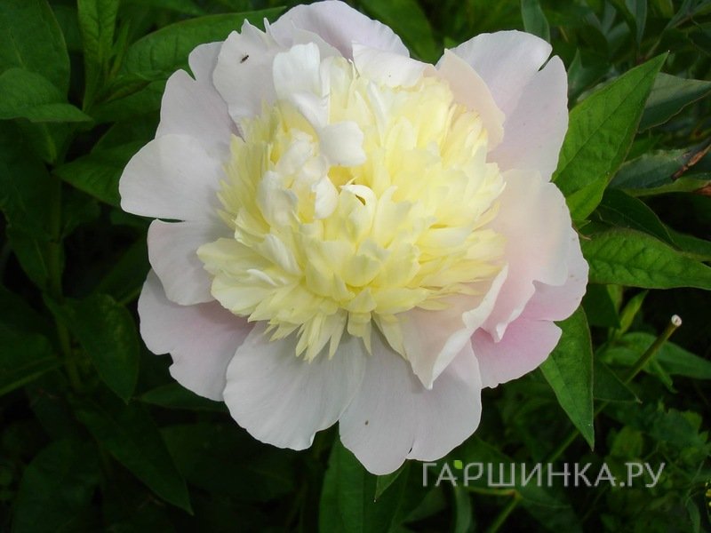 Пион Прима Вера