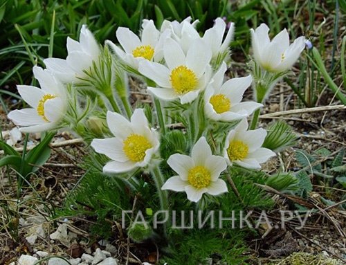 Прострел Альба