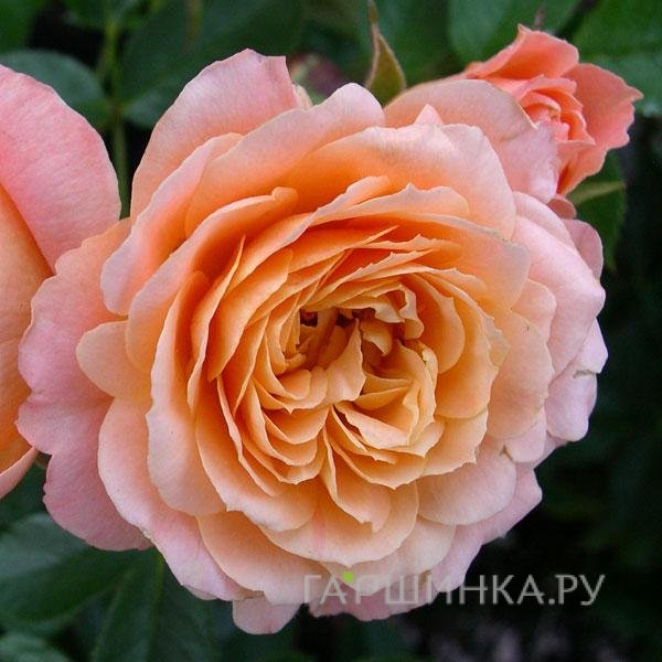 Роза Свит Дрим флорибунда, Топалович