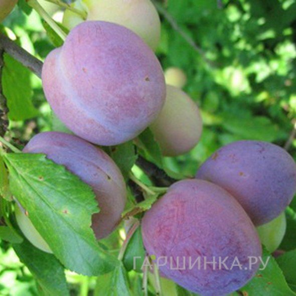 Слива Волжская красавица