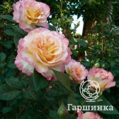 Роза Акварель чайно-гибридная, Тантау-2