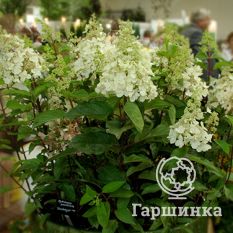 Канделайт-2