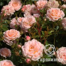 Биатрис -2