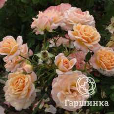 Биатрис -4