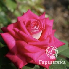 Роза Акапелла чайно-гибридная, Топалович-1