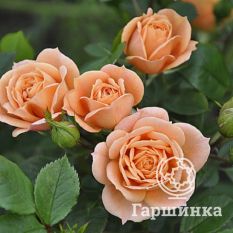 Роза Априкот Клементина миниатюрная, Тантау-2