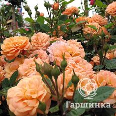 Роза Априкот Клементина миниатюрная, Тантау-4