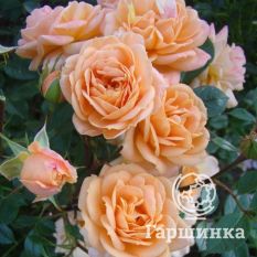 Роза Априкот Клементина миниатюрная, Тантау-1