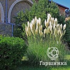 Пампасная трава (Кортадерия) Пумила-2