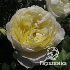 Роза Ванесса Белл, Д.Остин кустарниковая-4