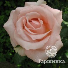 Роза Дезире чайно-гибридная-1