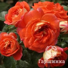 Роза Гебрюдер Гримм-1