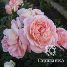 Роза Амаретто флорибунда, Топалович-2
