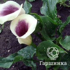 Калла Пикассо-4