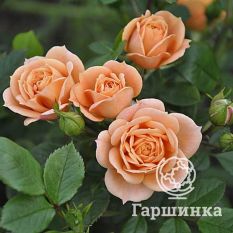 Роза Чантилли миниатюрная-1