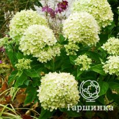 Литтл Лайм-4