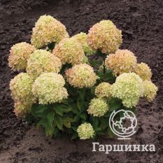 Литтл Лайм-1