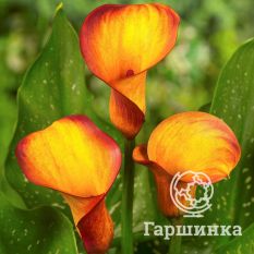 Калла Фаер Дэнсер-2