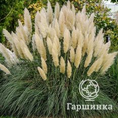 Пампасная трава (Кортадерия) Пумила-1