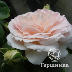 Роза Амаретто флорибунда, Топалович-3