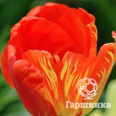 Тюльпан Оранж Боул-1