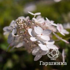 Канделайт-3