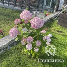 Гортензия древовидная Кандибелле Баблгам-1