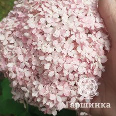 Гортензия древовидная Кандибелле Баблгам-2