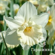 Маунт Худ-1