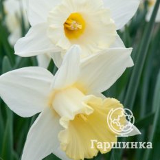 Маунт Худ-2