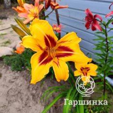 Бонанза-3