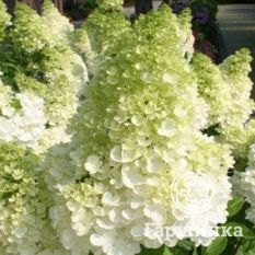 Канделайт-1