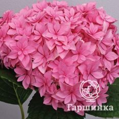 Гортензия макрофила Перфекшн-1