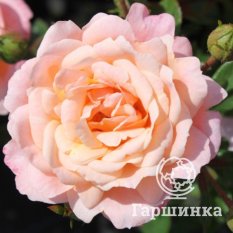 Биатрис -1