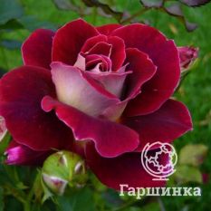 Роза Аллилуйя чайно-гибридная, Топалович-1