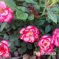 Роза Свит Симфони миниатюрная-1