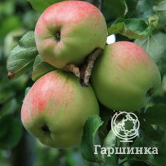 Яблоня Антоновка десертная-1